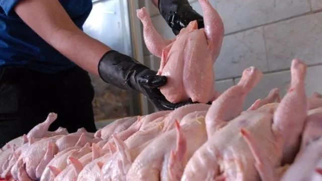 افزایش قیمت مرغ چگونه فشار اقتصادی بر روابط خانوادگی اثر می گذارد