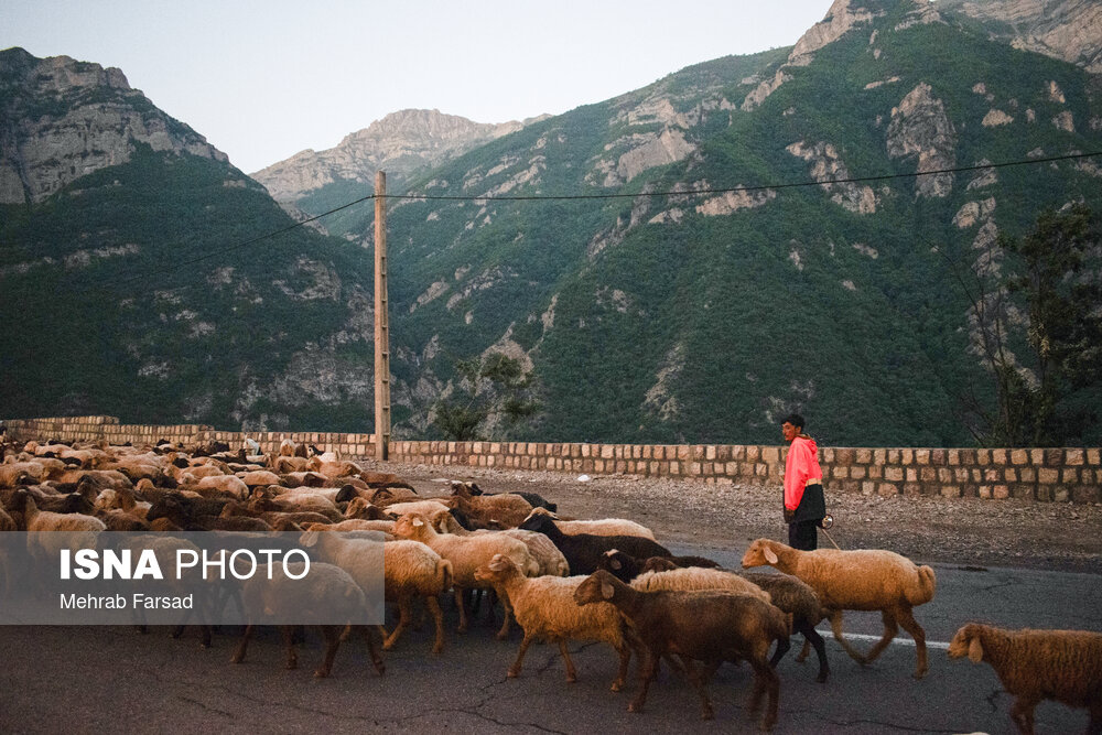 انسداد موقت جاده چالوس برای عبور احشام