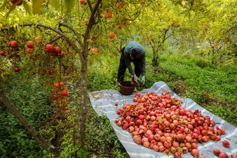 ایران سومین تولیدکننده انار جهان