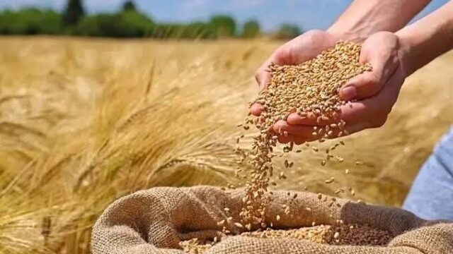 تسویه کامل مطالبات گندمکاران ظرف یک هفته آینده