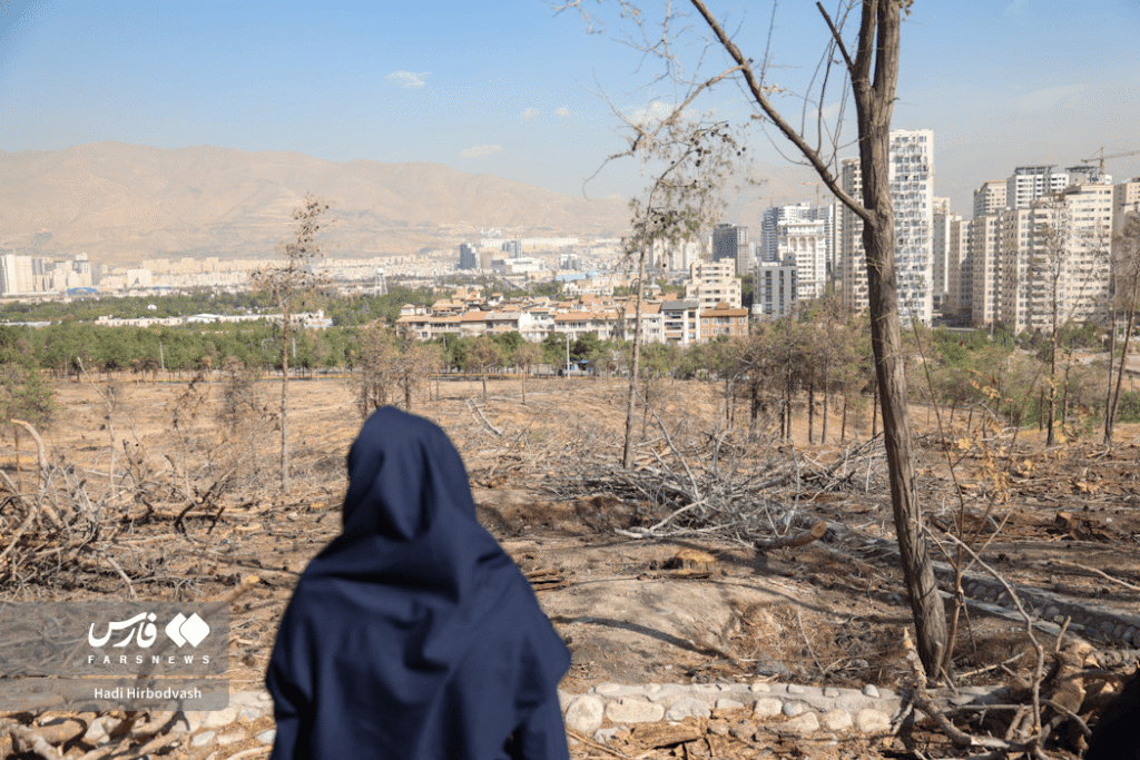 تصاویر درختان چیتگر در جدال آفت و کم آبی