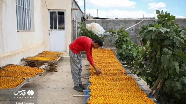 تصاویری دیدنی از برداشت آلوزردهای طلایی با طعم م ل س