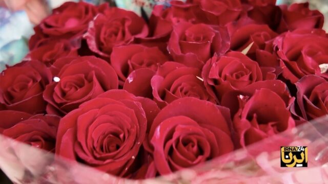 تولید گل رز هلندی ظرفیتی نو برای توسعه گلخانه ها و رونق اقتصادی در کهگیلویه و بویراحمد