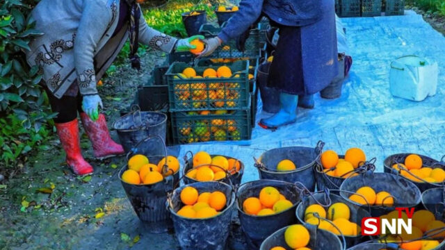 جهاد کشاورزی ممنوعیت عرضه مرکبات رنگ شده برای حفظ سلامت