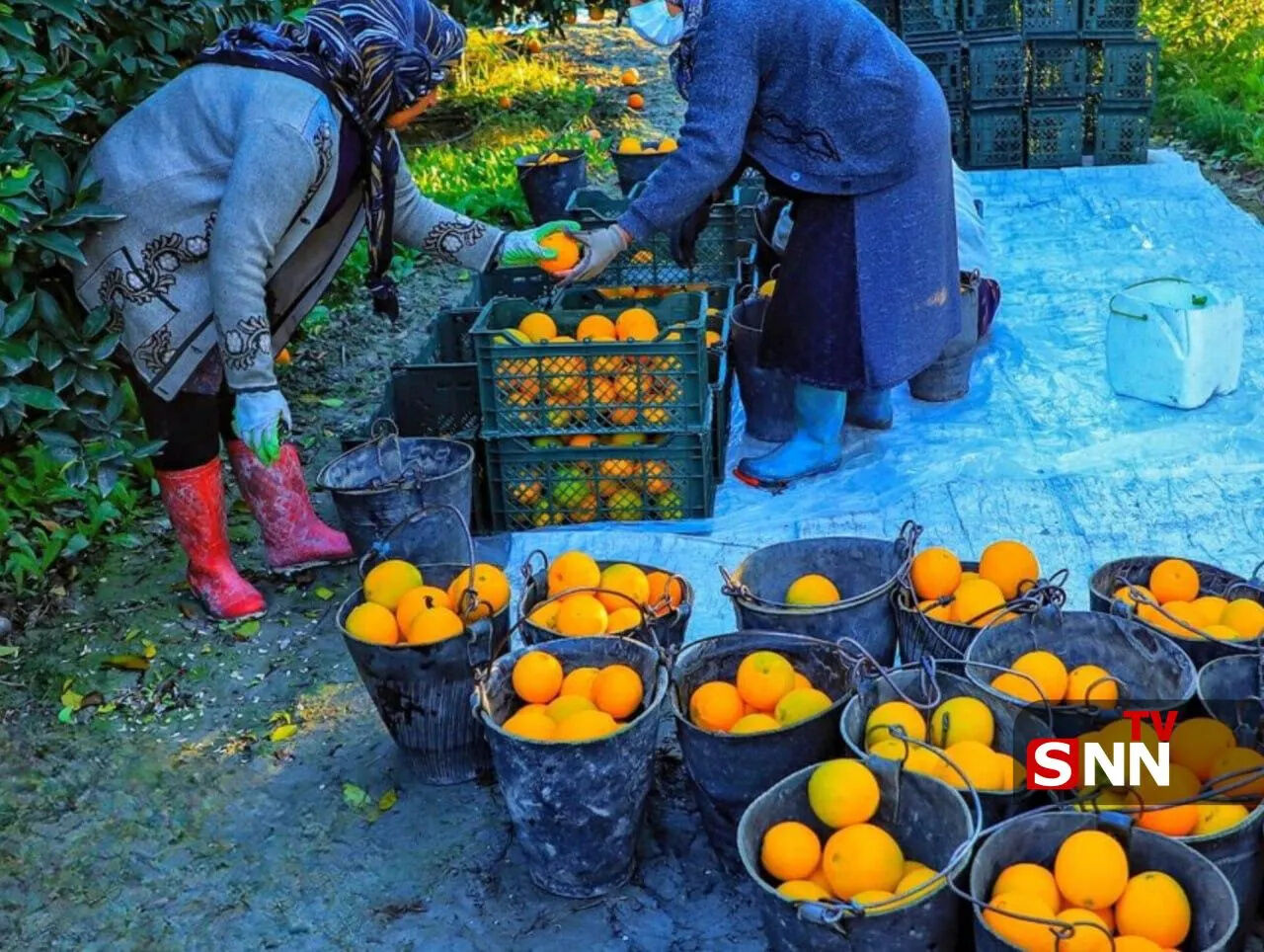جهاد کشاورزی ممنوعیت عرضه مرکبات رنگ شده برای حفظ سلامت
