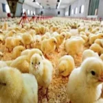 جوجه ریزی ۳ میلیون قطعه در مرغداری های میناب طی نیمه اول سال