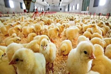 جوجه ریزی ۳ میلیون قطعه در مرغداری های میناب طی نیمه اول سال