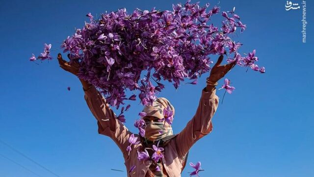 زعفران از سفره ایرانی تا دفع بلا