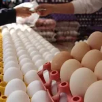 شهر تخم مرغ ابرپروژه ای برای تحول صنعت طیور ایران