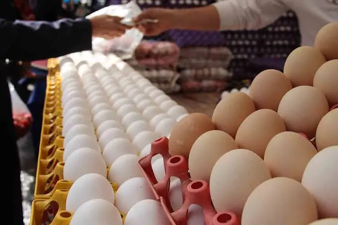 شهر تخم مرغ ابرپروژه ای برای تحول صنعت طیور ایران