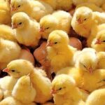 صادرات جوجه یک روزه بدون مانع ادامه دارد