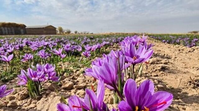 صادرات زعفران به ۶۰ تن رسید آمار نگران کننده