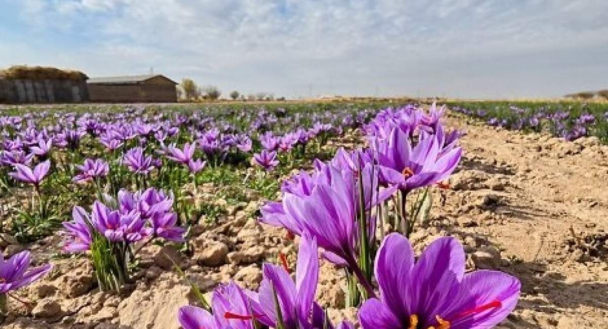 صادرات زعفران به ۶۰ تن رسید آمار نگران کننده