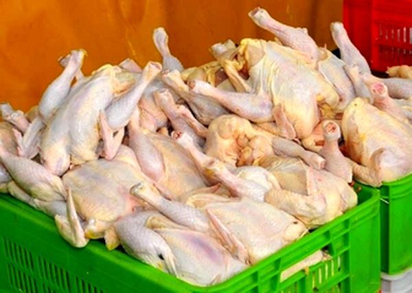 عرضه مرغ بالای ۲ ۲ کیلوگرم به کشتارگاه ها ممنوع شد
