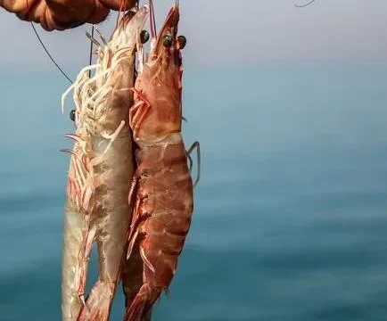 فرصت جدید برای صیادان خوزستان صید میگوی سفید آزاد شد