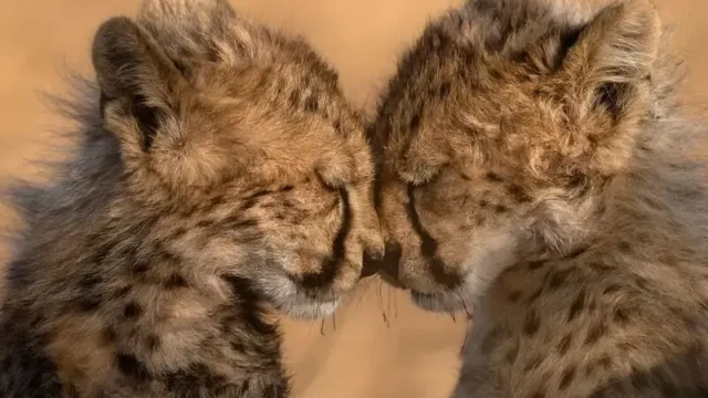 قاب تماشایی از دو توله یوزپلنگ