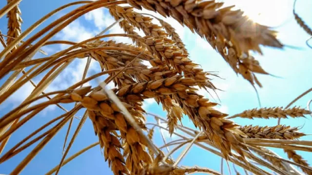 قیمت گندم به ۶۰ هزار تومان رسید اتاق اصناف نسبت به بحران هشدار داد