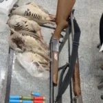 متخلفان شکار در دالاهو دستگیر شدند کشف لاشه چهار کبک وحشی و دو قبضه سلاح شکاری در دالاهو