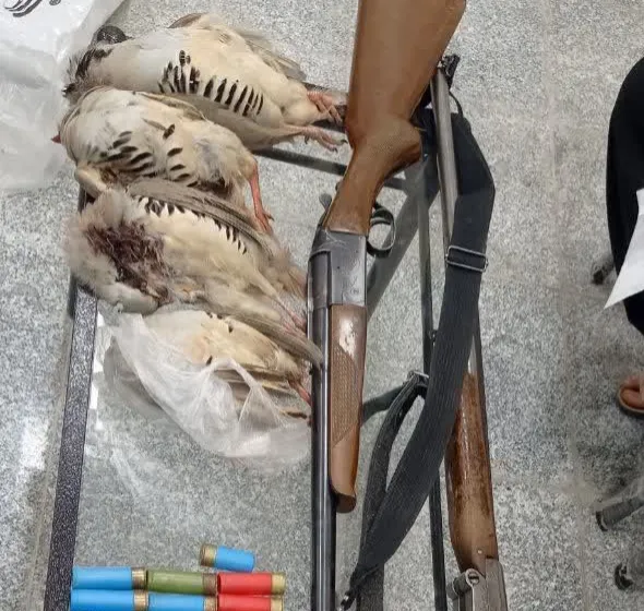 متخلفان شکار در دالاهو دستگیر شدند کشف لاشه چهار کبک وحشی و دو قبضه سلاح شکاری در دالاهو