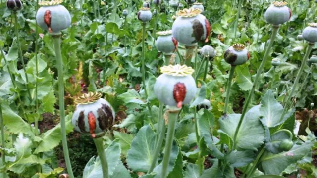 مجوز کشت کنترل شده خشخاش فقط برای کارخانه های داروسازی صادر می شود