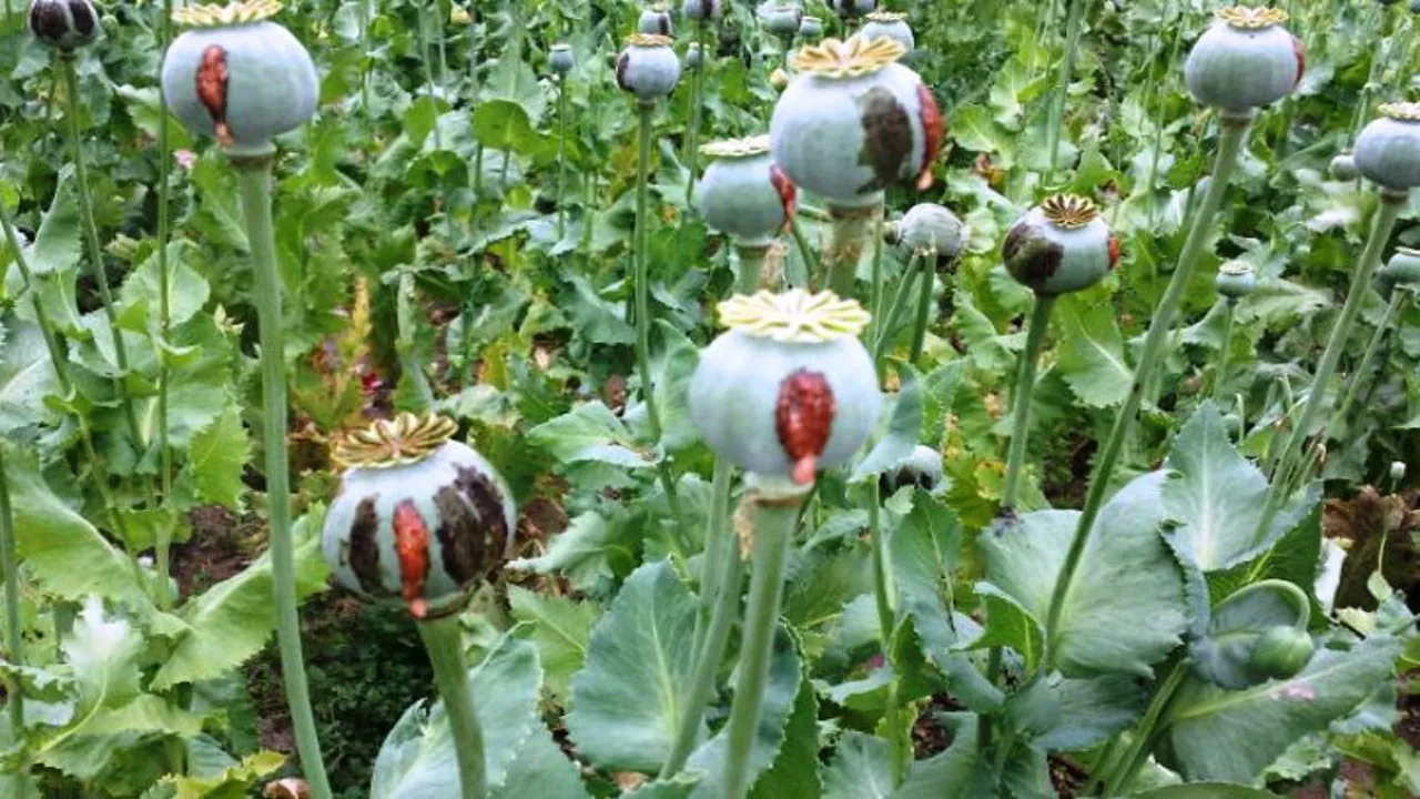 مجوز کشت کنترل شده خشخاش فقط برای کارخانه های داروسازی صادر می شود