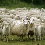 محکومیت ۲۸ میلیارد ریالی قاچاق دام زنده در گیلان