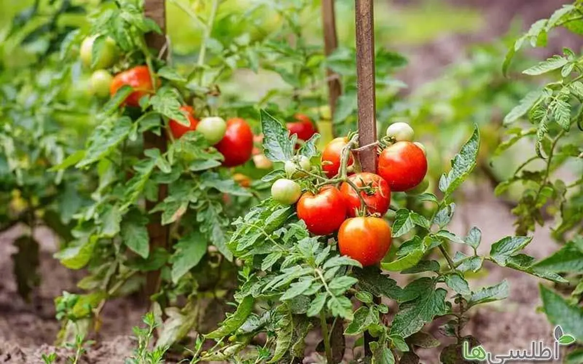 مدیرکل جهاد کشاورزی کشت سبزی و صیفی متناسب با شرایط آبی برنامه ریزی می شود