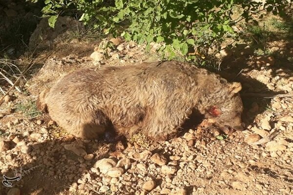 مرگ یک قلاده خرس قهوه ای بر اثر تصادف در جاده شیراز