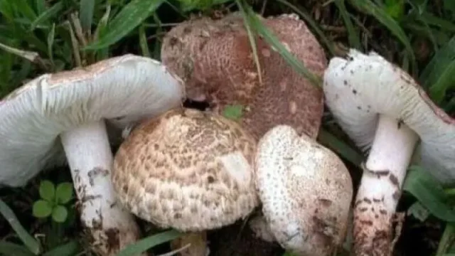 مصرف قارچ سمی اعضای یک خانواده را راهی بیمارستان کرد