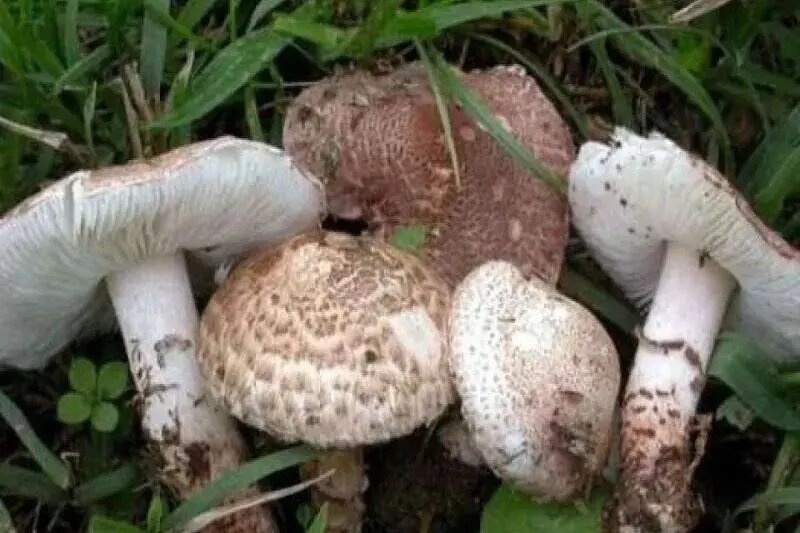 مصرف قارچ سمی اعضای یک خانواده را راهی بیمارستان کرد