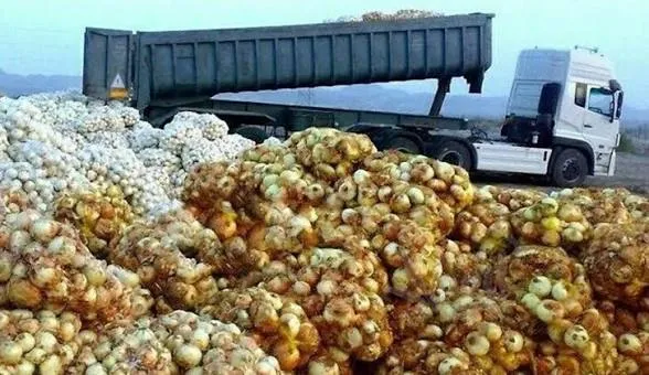ممنوعیت صادرات پیاز از مرزهای خوزستان تا اطلاع ثانوی