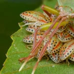 مهر مادری سن سمی با روشی عجیب