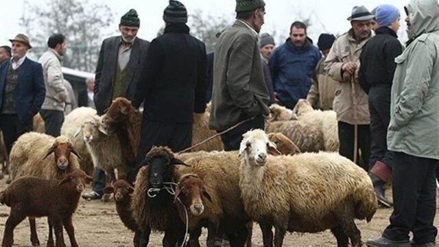 نرخ جدید دام زنده در تهران گوسفند ۷۰۵ هزار تومان