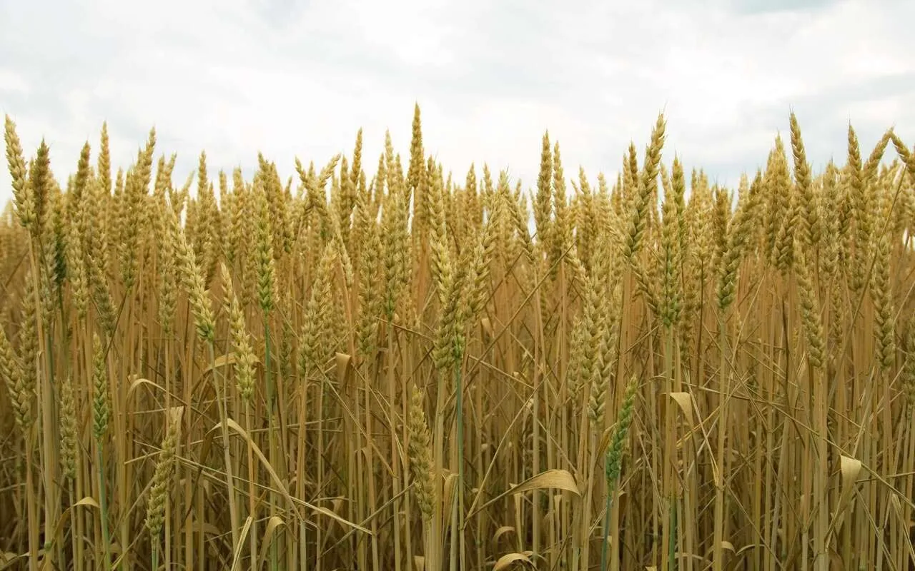 نرخ خرید تضمینی گندم به دلیل تغییر رویکردها تاخیر دارد