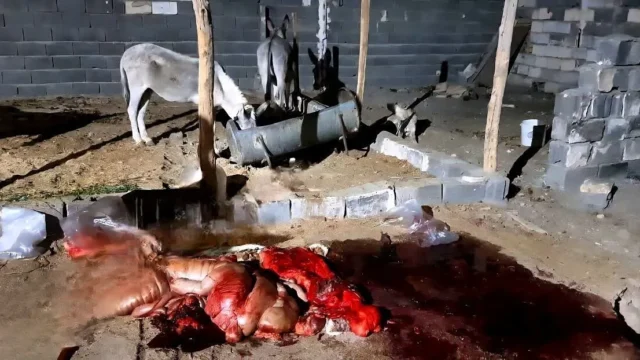 هشدار دامپزشکی مراقب عرضه گوشت الاغ باشید