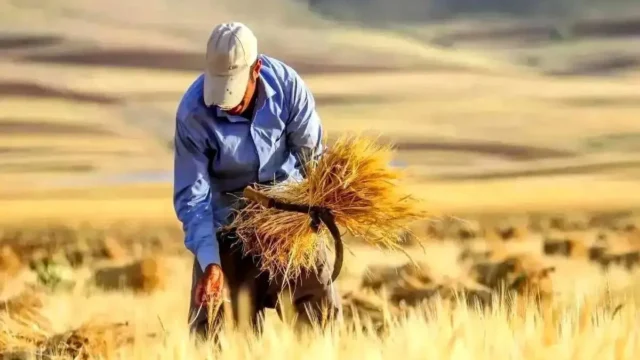 واریز کمتر از ۵ درصد اعتبار کشاورزی در هفته آینده