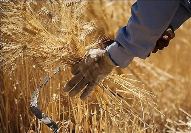 وزارت جهاد قیمت منطقی گندم را ۹۲ هزار تومان اعلام کرد