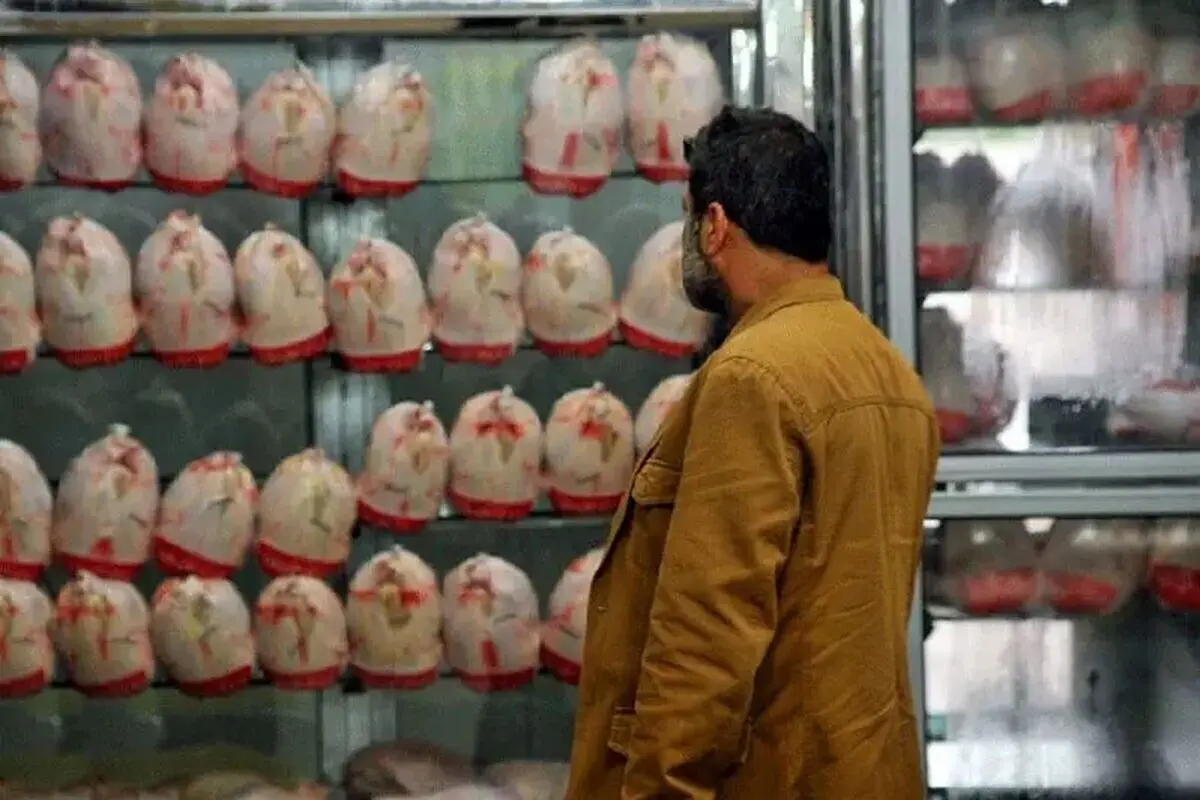 وزیر جهاد کشاورزی قیمت نهایی مرغ هنوز مشخص نشده است