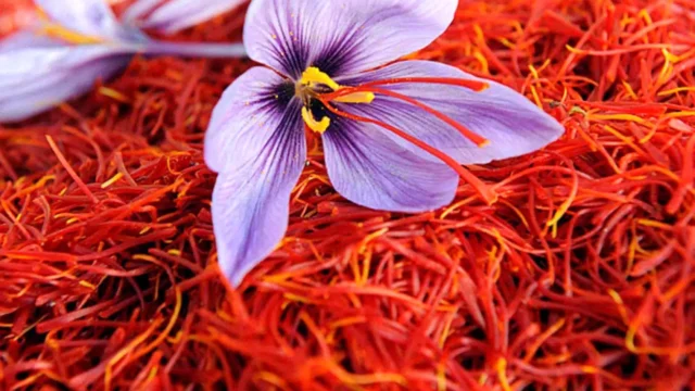 چالش های صادرات زعفران ایرانی خام فروشی و رقابت با افغانستان