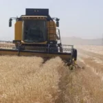 چالش های گندمکاران تأخیر در پرداخت و گرانی نهاده ها