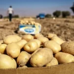 کاهش ۲۰ تا ۲۵ درصدی قیمت سیب زمینی به دلیل واردات جدید