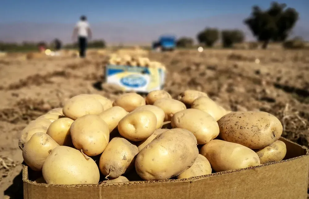 کاهش ۲۰ تا ۲۵ درصدی قیمت سیب زمینی به دلیل واردات جدید