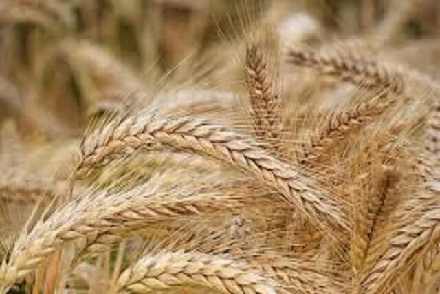 کشت پاییزه غلات در همدان به ۵۰ درصد رسید