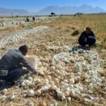 کشت پاییزه پیاز در هرمزگان آیا قیمت ها کاهش می یابد