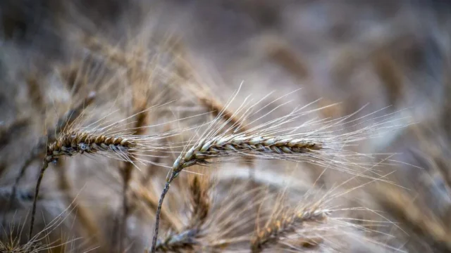 یارانه خرید تضمینی گندم نیاز فوری و ۱۰۰ درصدی دولت به تخصیص منابع